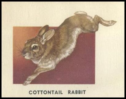 143 Cottontail Rabbit